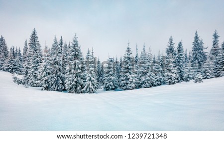 Cold winter morning in mountain foresty with snow covered fir trees. Retro srtyle outdoor scene of Carpathian mountains. Beauty of nature concept background.