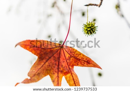 autumnal foliage. maple leaves november colors compositions