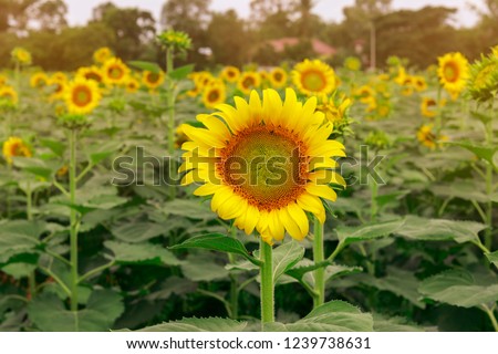Beautiful landscape picture, Beautiful sunflower field sunflower summer time