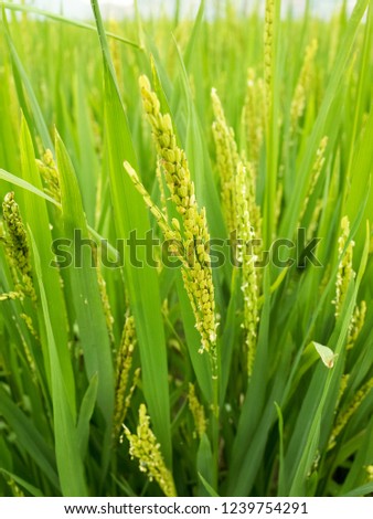 Rice in farmland