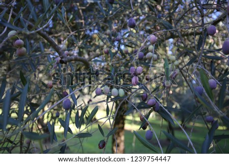 Close up exterior view of olive tree thorny branches with a blue sky in background. Pattern of small greyish-green opposite leaves and  small drupes. Picture taken in a french mediterranean field.