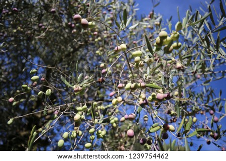 Close up exterior view of olive tree thorny branches with a blue sky in background. Pattern of small greyish-green opposite leaves and  small drupes. Picture taken in a french mediterranean field.