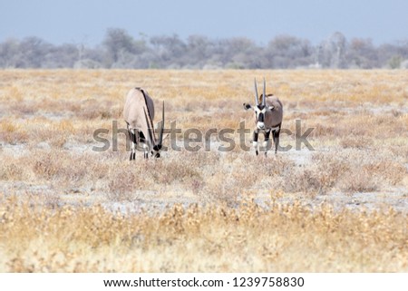 Couple of gemsbock, beisa Oryx gazella, stands on savannah