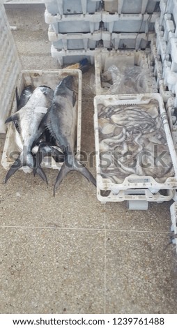 Saltwater fresh fishes displayed on white plastic box for sale in market