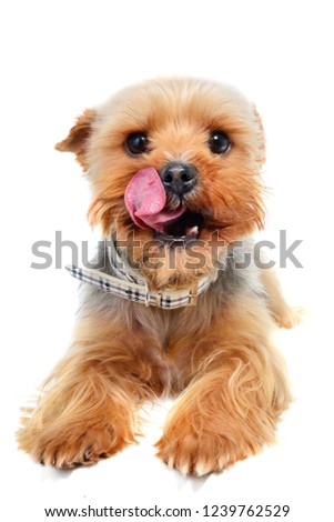 Yorkshire terrier stock image