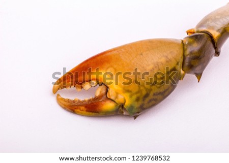 Big claw of a crab