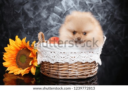 Pomeranian Spitz puppy sits in wicker basket on dark-gray background. Baby animal theme
