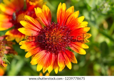 Gaillardia pulchella, is a North American species of short-lived perennial or annual flowering plants in the sunflower family.