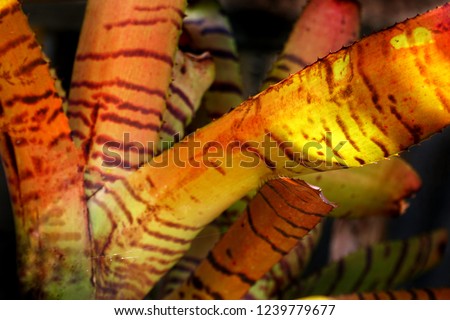 The beautiful succulent is a species in the genus Bromeliad. Bromeliads Red Tiger for decoration garden on white background, selective focus.