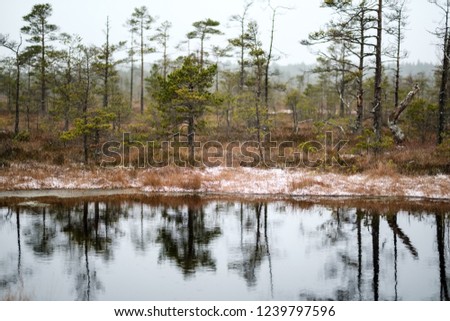 swamp landscape view with dry pine trees, reflections in water and first snow on green grass. dull evening lightning