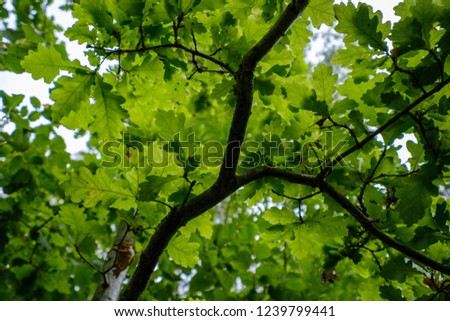 deep green foliage in summer light for backgrounds or textures neutral texture