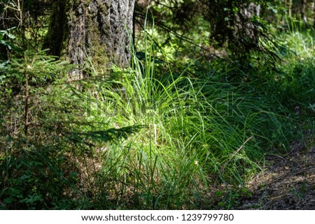 deep green foliage in summer light for backgrounds or textures neutral texture