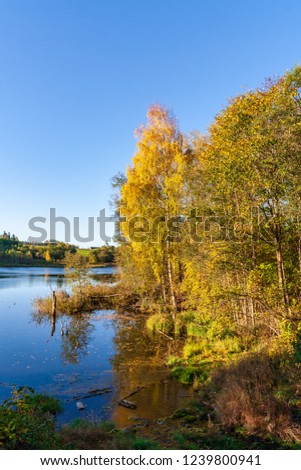beautiful birch tree trunks, branches and leaves in natural environment. mixed season summer autumn spring images