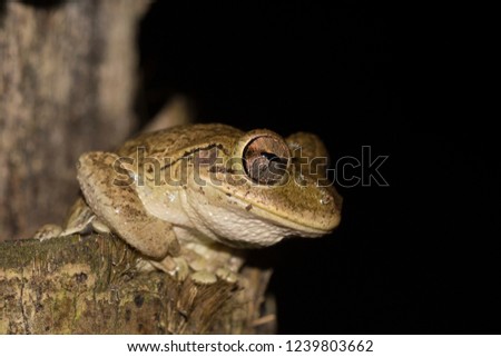 A portrait of Cuban Tree Frog (Osteopilus septentrionalis) taken in Cuba.