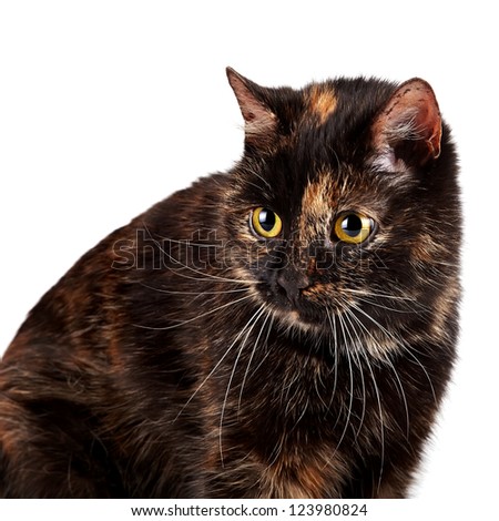 Portrait of a beautiful cat on a white background