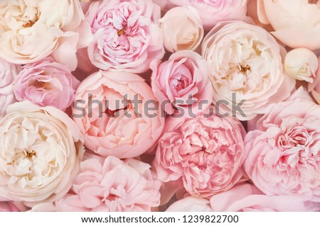 Summer blossoming delicate rose  blooming flowers festive background, pastel and soft bouquet floral card, toned Royalty-Free Stock Photo #1239822700