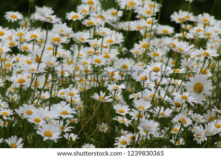 Daisies on a green background.