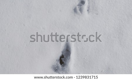 Roe deer footprint in the snow. 