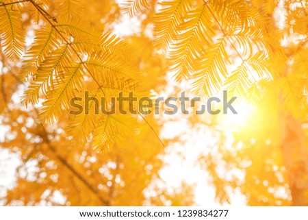 Autumn metasequoia leaves closeup