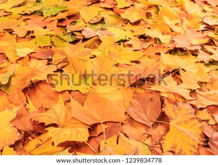 Autumn fallen leaves