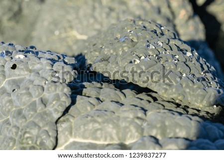 cabbage leaves with water drops in sunlight