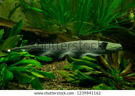  Black ghost knifefish (Apteronotus albifrons). Royalty-Free Stock Photo #1239841162