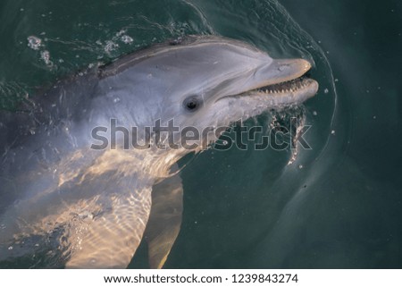 Dolphin in a tropical ocean