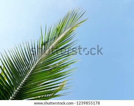 tropical green coconut leaf texture on blue sky background