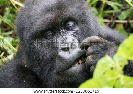 Feeding time for a silverback gorilla at Volcanoes National Park, Rwanda
