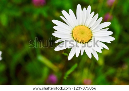 beautiful white daisy on a colored background