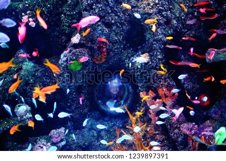 Tropical Fish in Aquarium
