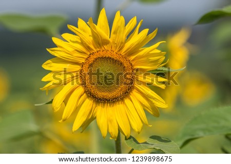 sun flower in the sun