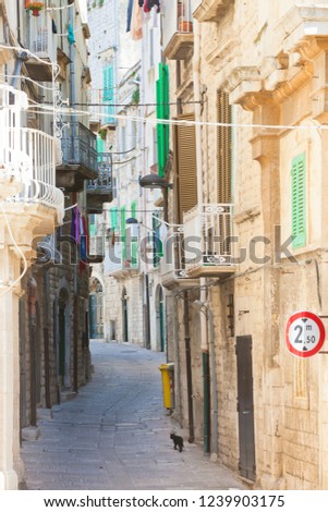 Molfetta, Apulia, Italy - A black cat tiptoeing through a historic alleyway in Molfetta