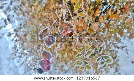 Background and texture of luxurious flowers or bushes frozen in the cold in a city park or garden on a snowy background on a clear winter day or morning. Frozen frost-covered pattern.