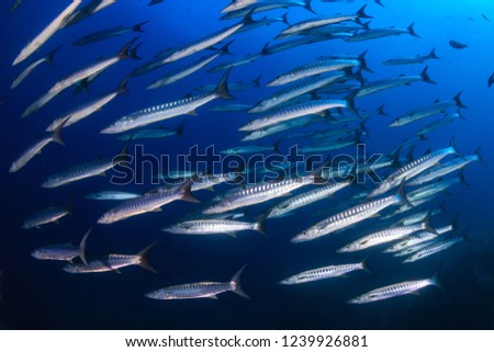 Large school of Barracuda in a blue tropical ocean (Koh Tachai, Thailand)