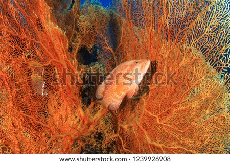 A colorful Coral Grouper on a healthy tropical coral reef in Thailand