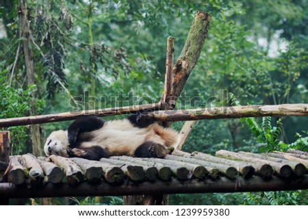 Giant panda sleeping on wooden floor,Chendu China
