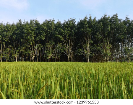Green rice fields in the morning
