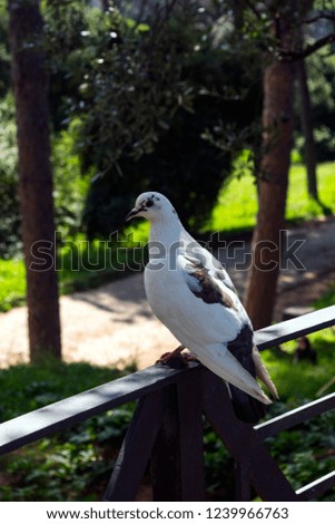 A white and black pigeon sits on a railing, looking at the camera. The picture is taken with an out of focus forest background.