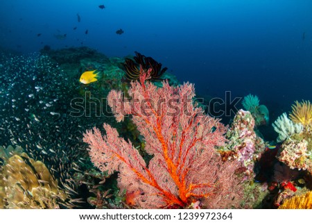 Colorful but delicate soft corals on a tropical coral reef