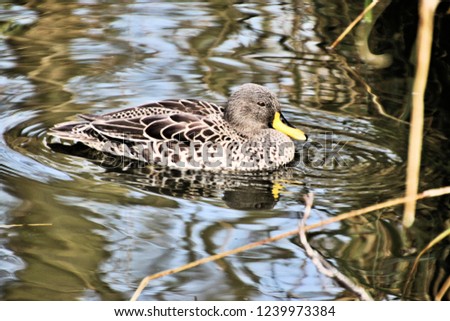 A picture of a Yellow Billed Duck