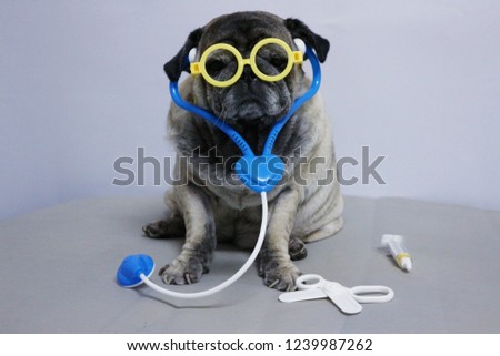 A cute pug dog wearing a stethoscope and glasses looks like a doctor.