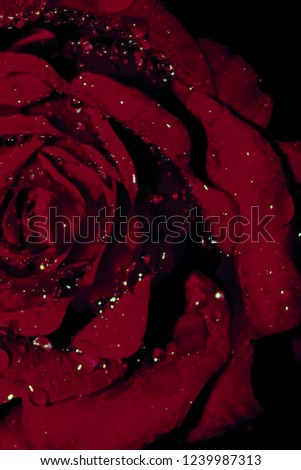 A dark, artistically manipulated photograph of a red rose covered in raindrops. This photo was taken in Brisbane, Australia. 