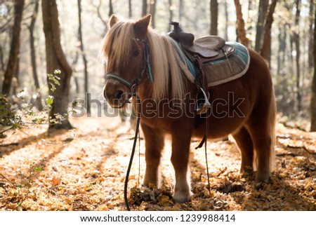 brown pony in the forest in the morning
