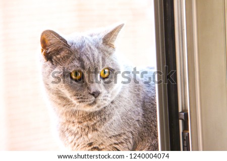 Beatiful brittish shorthair cat in a window with expresive and orange eyes. Beatiful animal.