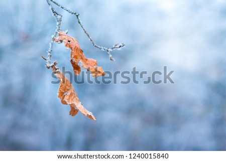 Branch of a tree with dry leaves, covered with frost, on a blue background in a clear frosty winter day