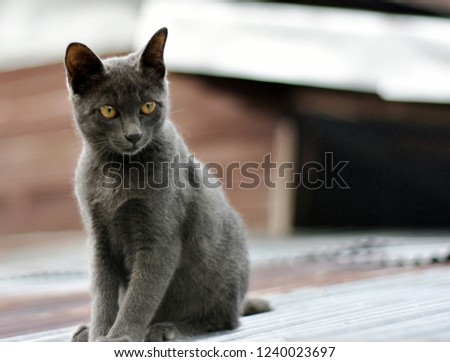 Cute black kitten sitting on the roof of the paddy store on a blurred background.
