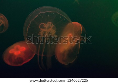 Aurelia aurita. Orange moon jellyfish. (background)