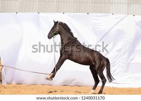 Black Horse gallops across the sand in a pen, without people.