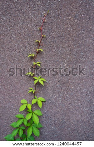 one viy vine growing up the side of a cement wall